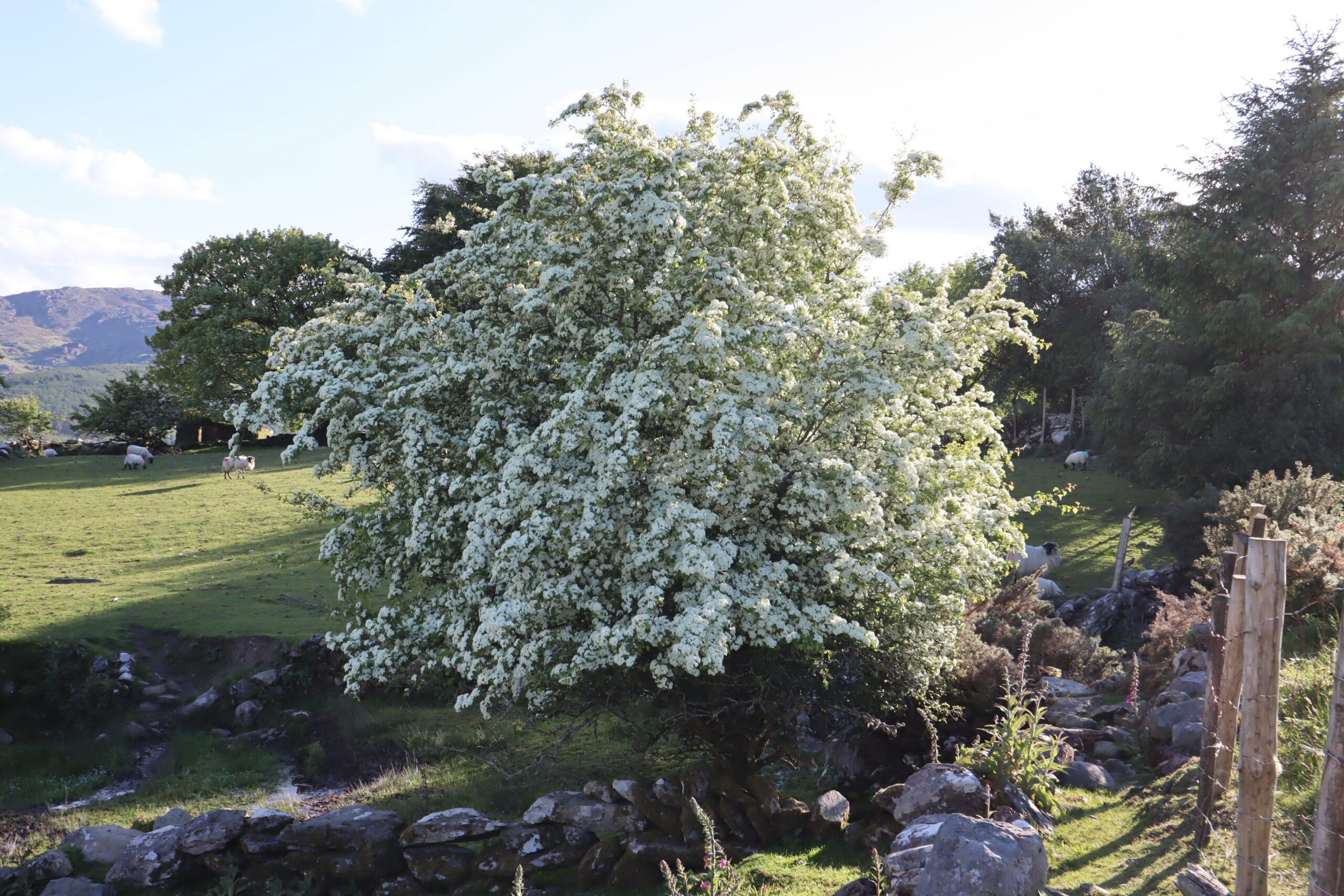 hawthorn tree